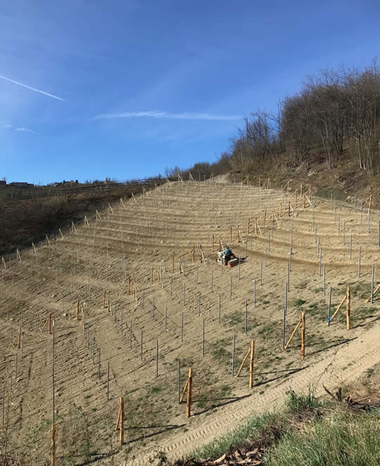 Working in the new vineyard